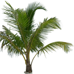 Tropical Palm Tree Isolated PNG image with transparent background