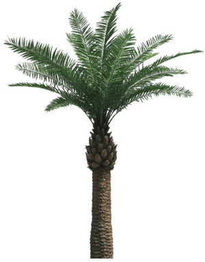 Real Palm Tree Png, Transparent Png PNG image with transparent background