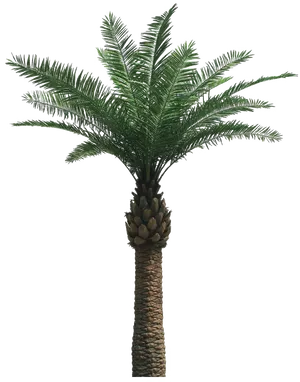 Tropical Palm Tree Isolated PNG Image