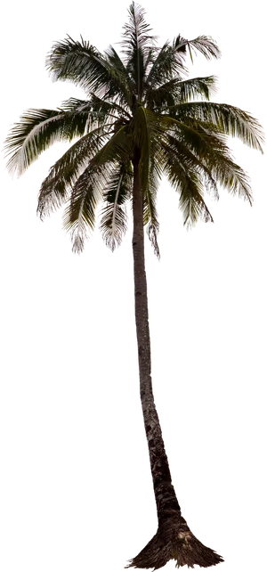 Tropical Palm Tree Isolated PNG Image