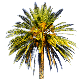Tropical Palm Tree Isolated PNG image with transparent background