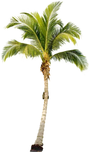 Tropical Palm Tree Isolated PNG Image