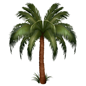 Tropical Palm Tree PNG 04292024 PNG image with transparent background