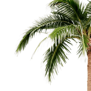 Tropical Palm Tree PNG aav PNG image with transparent background