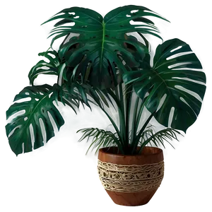 Tropical Plant Arrangement Png 06252024 PNG Image