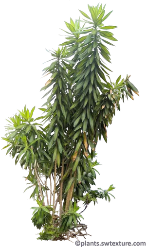 Tropical Plant Black Background PNG Image