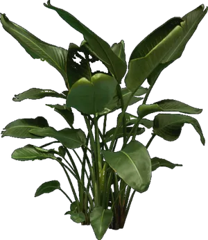 Tropical Plant Collection Black Background PNG Image