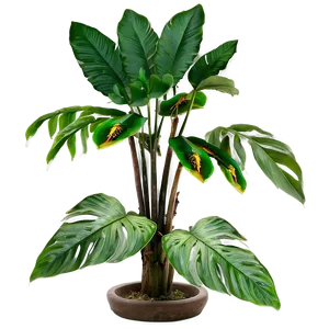 Tropical Plant Collection Png Yas PNG Image