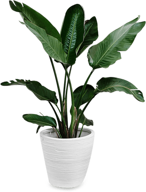 Indoors Tropical Plant Png , Png Download - Tropical Plant Png, Transparent Png PNG image with transparent background