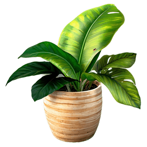 Tropical Potted Plants PNG 29 PNG