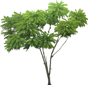 Tropical Rainforest Tree Png, Transparent Png PNG image with transparent background