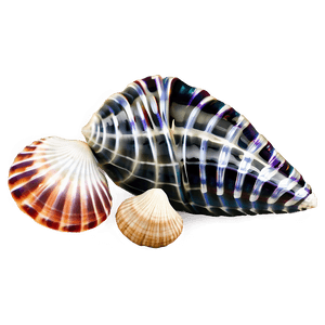 Tropical Seashells PNG 06132024 PNG