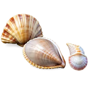 Tropical Seashells Png Dkm66 PNG Image