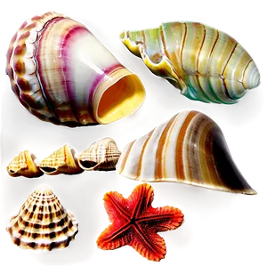 Tropical Shells Variety Png Xdc PNG Image