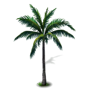 Tropical Tree Elevation Png 48 PNG Image