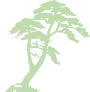 Rainforest Clipart, HD Png Download PNG image with transparent background