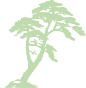 Tropical_ Tree_ Silhouette PNG Image