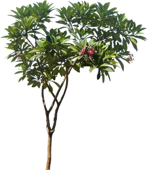 Tropical Treewith Pink Flowers PNG Image