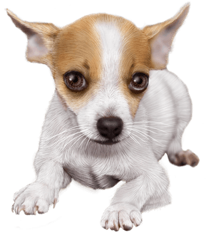 Tube Chihuahua Png , Png Download, Transparent Png PNG image with transparent background