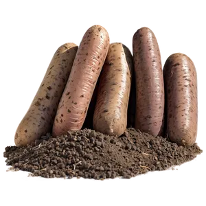 Tuber In Soil Png 99 PNG Image