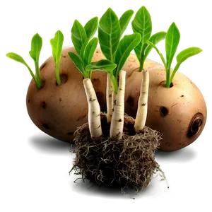 Tuber Seedlings Png 05252024 PNG Image