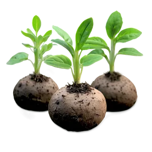 Tuber Seedlings Png Vgb PNG Image