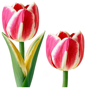 Tulip Bloom PNG 05212024 PNG image with transparent background