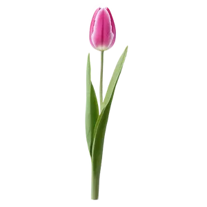 Tulip Flower Stem Png 06132024 PNG Image