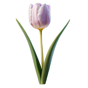 Tulip Flower Transparent PNG mml29 PNG