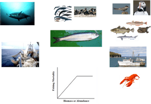 Atlantic Bluefin Tuna, HD Png Download PNG