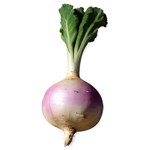 Turnip Graphic Png Jbc PNG Image