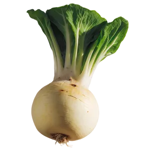 Turnip Graphic Png Rwd PNG Image