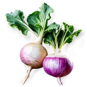 Turnip Plant Png 06252024 PNG Image