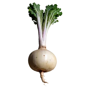 Turnip Root Png 06252024 PNG Image