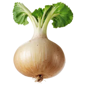 Turnip Seed Png 06252024 PNG Image