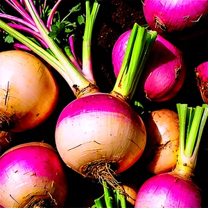 Turnip Storage Png Osk PNG Image