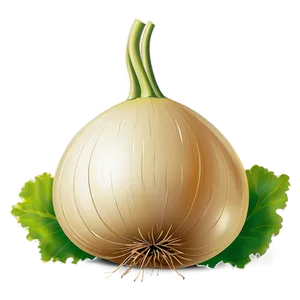 Turnip Vector Png 06252024 PNG Image