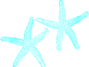 Turquoise Clipart Starfish - Teal Starfish, HD Png Download PNG image with transparent background