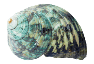 Turquoise Patterned Seashell PNG image with transparent background