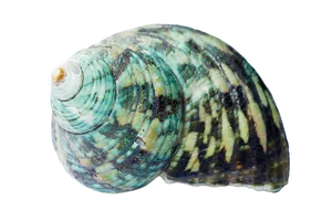 Turquoise Patterned Seashell PNG Image