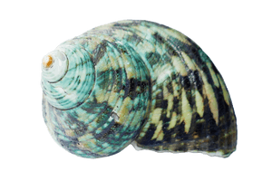 Turquoise Seashell Isolated Background PNG image with transparent background
