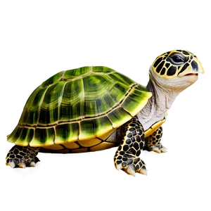 Turtle Eating Lettuce Png 06242024 PNG Image