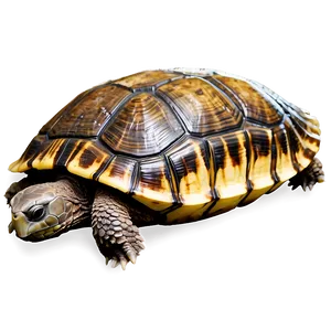 Turtle Shell Overlay Png 06132024 PNG Image