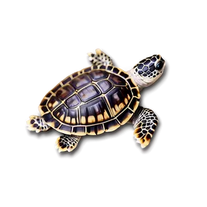 Turtle Shell Pattern Png 62 PNG Image