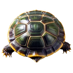 Turtle Shell Top View Png Eud PNG Image