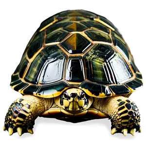 Turtle Shell Visual Png 20 PNG Image