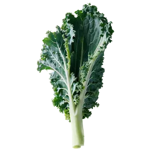 Tuscan Kale Png Jkc PNG Image