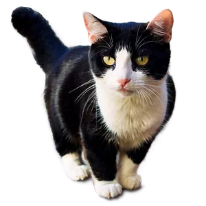 Tuxedo Cat In Sunlight Png Cts PNG Image