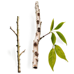 Twig C PNG Image