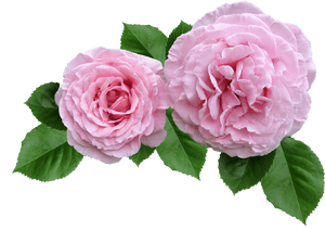 Rose, Pink, Ruffled Petals Cut Out - Rose Cut Out Transparent, HD Png Download PNG image with transparent background